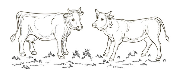 Cow, vector image, black and white linear drawing.
Coloring book for children, clipart.
