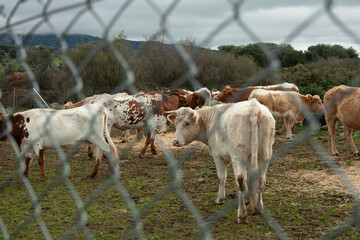cows stabled or locked behind a metal fence where you can see that they are fed and fattened for later consumption - Powered by Adobe