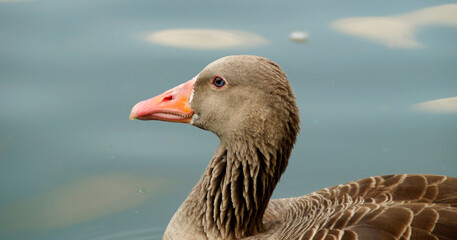 a beautiful curious greylag goose with beautiful eyes on the lake in the English Garden in Munich, Bavaria, Germany	