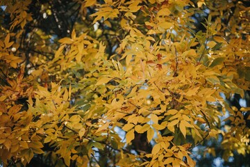 Closeup of beautiful yellow trees in a park on a sunny day in autumn