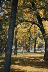 Naklejka premium Vertical shot of beautiful trees in a park on a sunny day in autumn