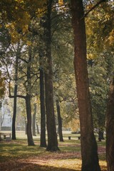 Vertical shot of beautiful trees in a park on a sunny day in autumn