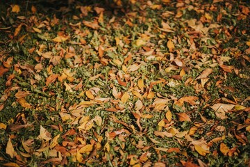 Closeup of the ground covered with dried yellow leaves in a park on a sunny day in autumn