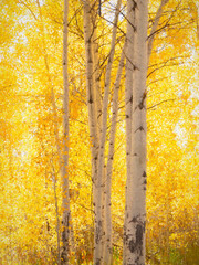 Yellow Fall Aspens
