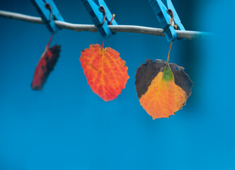 autumn mood. leaves on clothespins . Colored autumn leaves. selective focus
