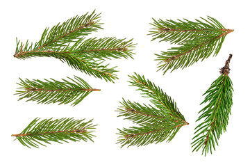 Fototapeta Fir branch isolated png transparent. christmas tree. Christmas green spruce branch. green fir tree branch. Object for christmas card, packaging, banner, calendar. obraz