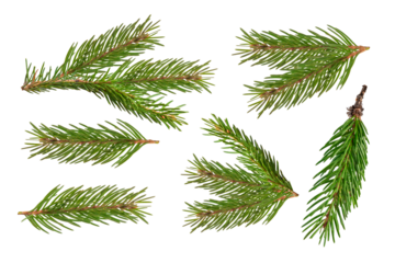 Fir branch isolated png transparent. christmas tree. Christmas green spruce branch. green fir tree branch. Object for christmas card, packaging, banner, calendar.
