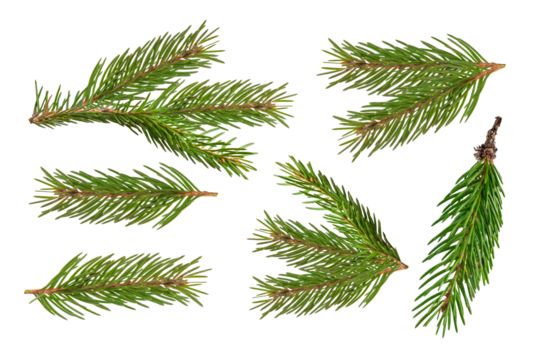 Fir branch isolated png transparent. christmas tree. Christmas green spruce branch. green fir tree branch. Object for christmas card, packaging, banner, calendar.