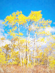 Gold Aspen Trees With Blue Sky