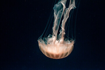 jelly fish in the Aquarium