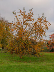 Scarlet Firethorn tree with berries at Arley Hall, Arley, Cheshire, UK
