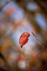 Red autumn leaves in bright light in golden october in Germany