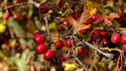 Wild rosehip berries on branch in the forest