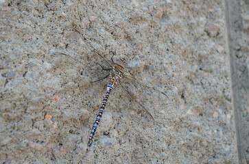 Libelle tarnt sich auf Gestein
