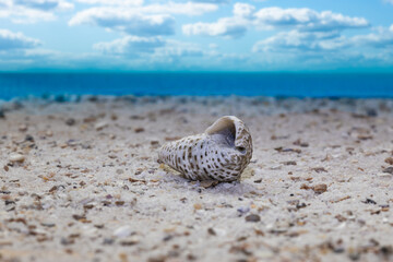 lonely shell on the beach