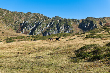sheep in the mountain