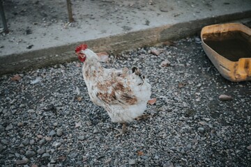 White chicken standing on rocky ground