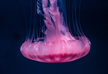 jelly fish in the Aquarium © GHArtwork