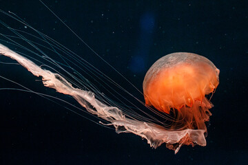 jelly fish in the Aquarium