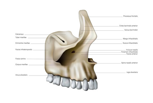 Anatomy and location of the bones and teeth of the human upper jaw. 3D illustration