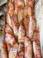 Red mullet raw fish on ice 