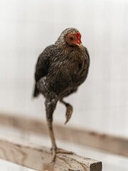 Closeup of a fowl against a blurred background, a vertical shot