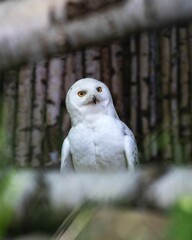Closeup of a white owl against a blurred background, a vertical shot