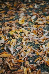 Vertical shot of dried leaves on the grass in a park in autumn