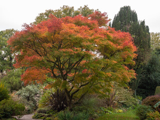 Japanese Mapl;e in full autumn colours at Arley Hall, Arley, Cheshire, UK