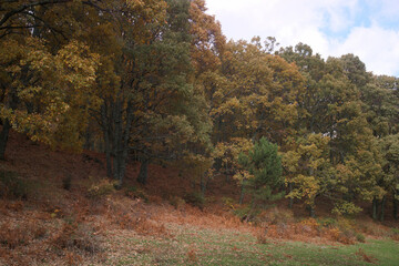krajobraz las drzewa jesień liście