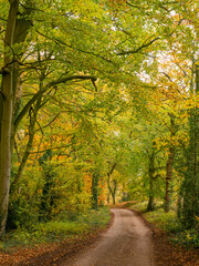 Autumn woodland walk through woods at Arley, Cheshire, UK