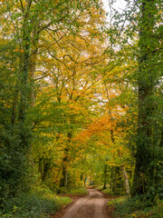Fototapeta premium Autumn woodland walk through woods at Arley, Cheshire, UK