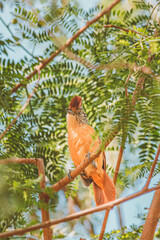 Choca Barrada Thamnophilus doliatus