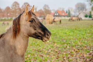 Closeup of a brown Konik in a farm covered in dried leaves in autumn with a blurry background © Bigblackben/Wirestock Creators
