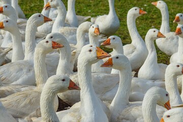 Obraz premium Closeup of a gaggle of domestic geese on a grass field