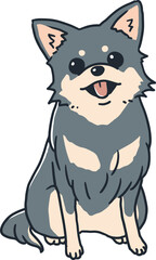 おすわりするブルータンのチワワ