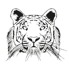 A sketch of a tiger on white background. Isolated vector graphic