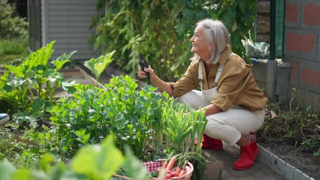 Senior woman cutting herbs in garden.