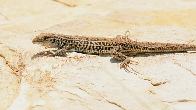 Triploid Checkered Whiptail Lizard on the Colorado Front Range