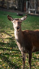Closeup of a red deer in the zoo, a vertical shot