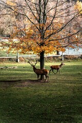 Vertical shot of the red deer in an autumn park
