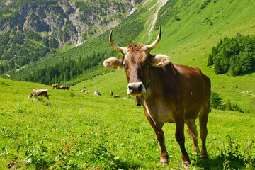 Almabtrieb in Österreich mit bunt geschmückten Rindern