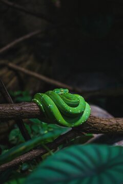 Vertical shot of a Green tree python (Morelia viridis) resting on a branch in a zoo cage