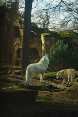 Vertical shot of a howling Alaskan tundra wolf (Canis lupus tundrarum) in a zoo on a sunny day