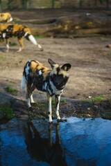 Vertical shot of a group of African wild dogs (Lycaon pictus) in a zoo on a sunny day