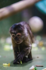 Vertical shot of a Wedge-capped capuchin (Cebus olivaceus) in a zoo cage on the blurred background