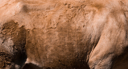 texture and background of brown ox fur