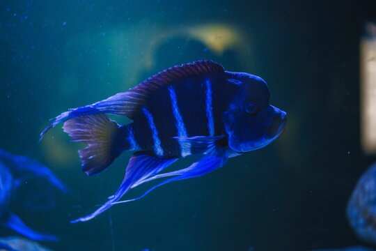 Closeup shot of a blue Humphead cichlid (Cyphotilapia frontosa) swimming in the water