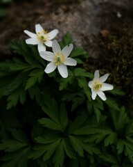 Selective focus high angle closeup of three wood anemone flowers with leaves on the ground