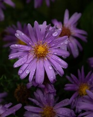 Obraz premium Selective focus closeup of an Aster tataricus flower with water droplets